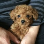 トイプードル“みにちゃん”と工房の日常 〜小さな家族と大きな時間〜